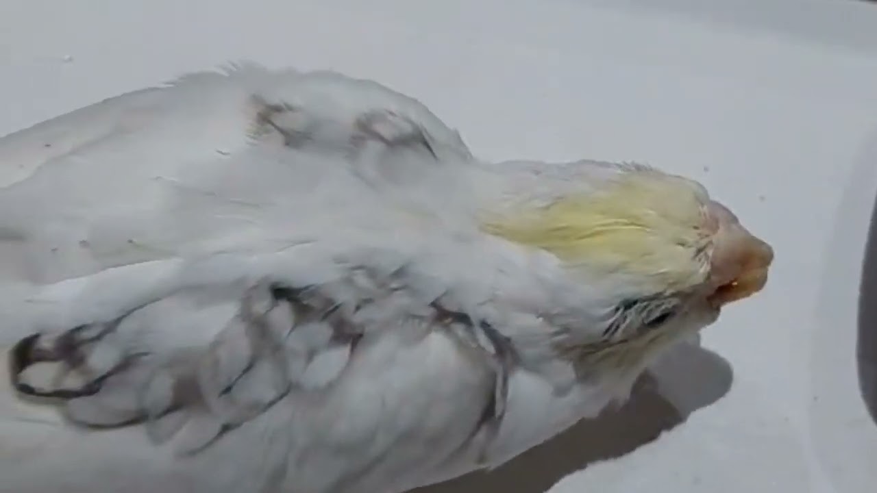 হ্যান্ডফিডিং বেবি। Hand Feeding little baby Cockatiel. #handfeeding #littlebird #babycockatiel 