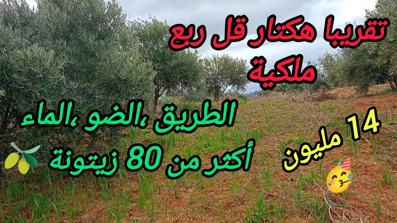 2026-3-9 : تقريبا هكتار قل ربع ملكية ، أكثر من 80 زيتونة 🫒 ، طريق كودرون ،الضو ،الماء .☎️ 0652902061