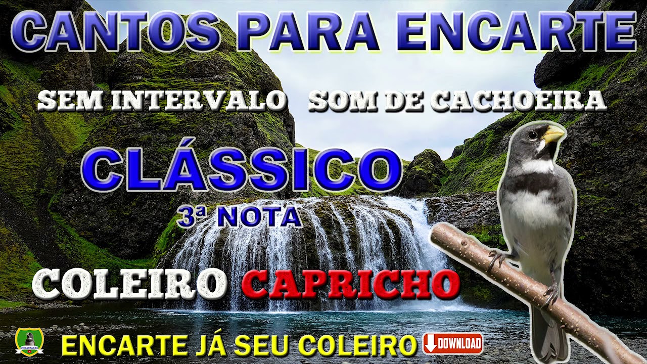 COLEIRO CAPRICHO - TUÍ TUÍ ZEL ZEL - COM 3ª NOTA 4/4/7 - SEM INTERVALO - SOM DE CACHOEIRA
