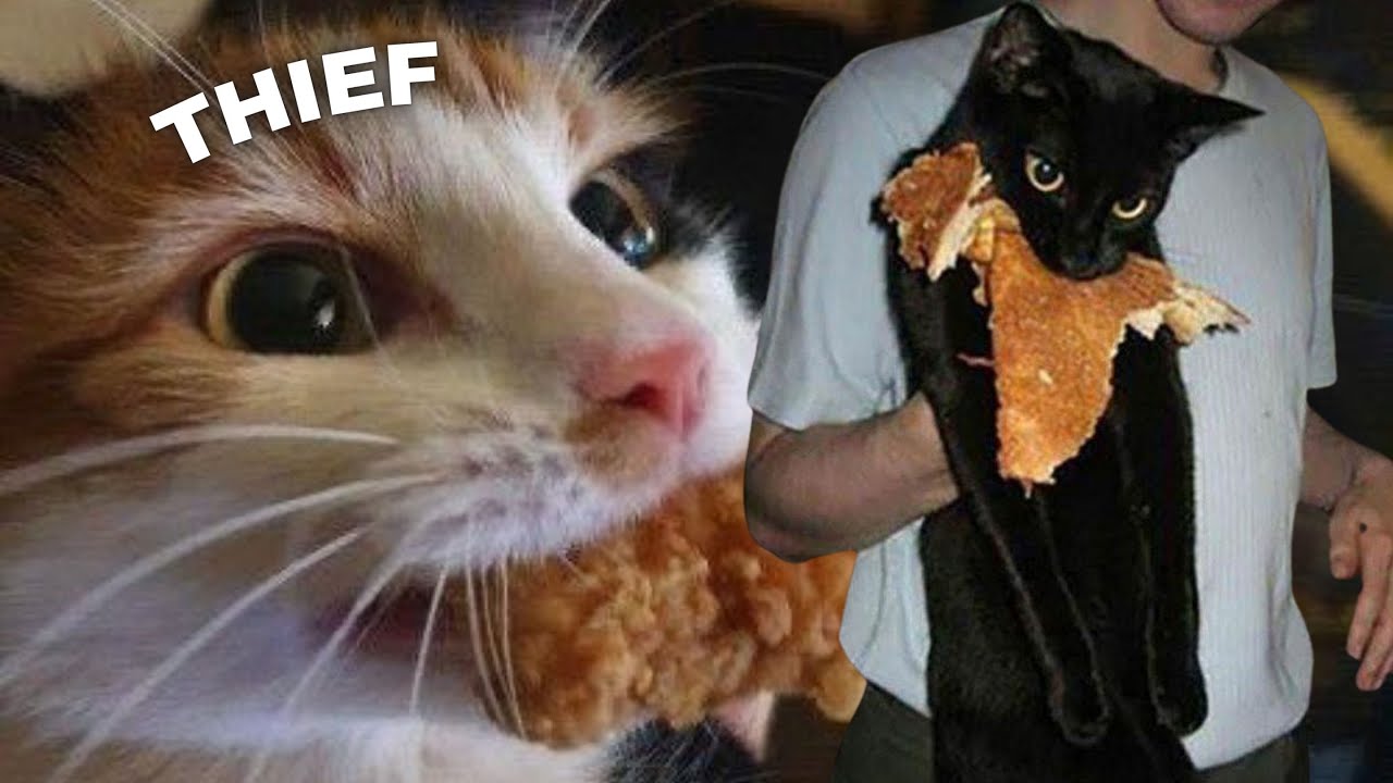 Cats Stealing Food
