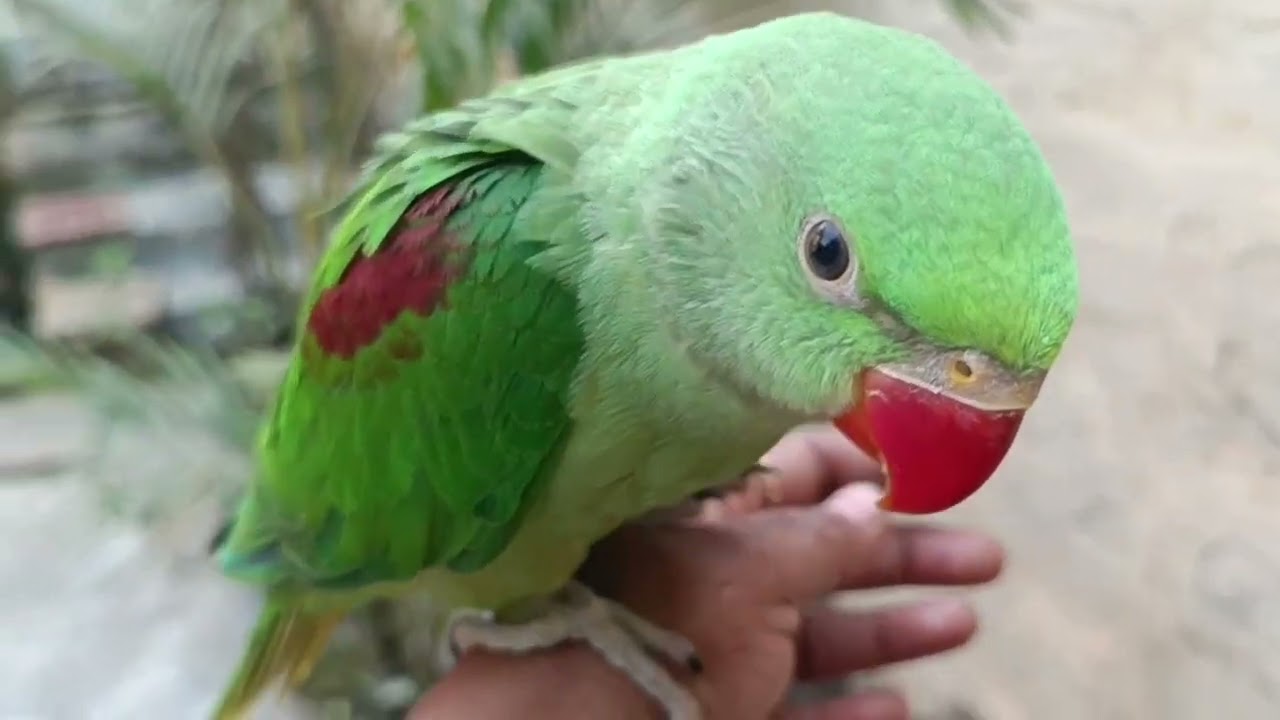 मिठु हाथ में बैठ के घूम रहा है 😍🦜❤ || Love you Leo || #loveyouleo #parrot #talkingparrot 2026