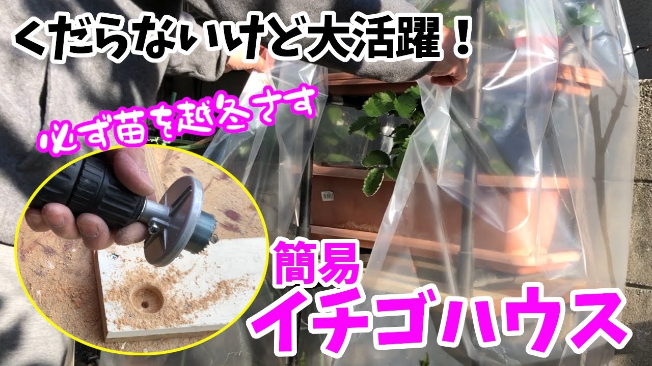 【ＤＩＹ＆家庭菜園】簡易のイチゴハウス作ってみた！必ずイチゴの苗を元気に越冬させるのだ