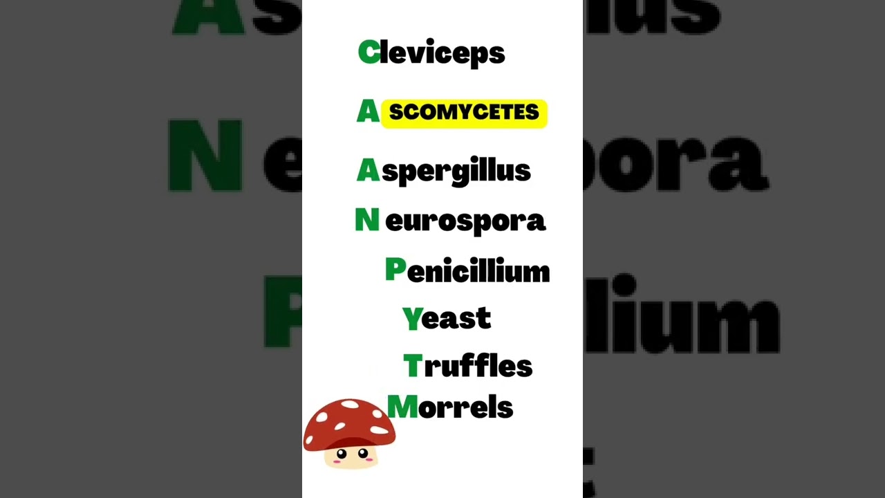 Tricks To Learn All Examples Of Kingdom Fungi |Class 11#neet2023 #shorts #biology