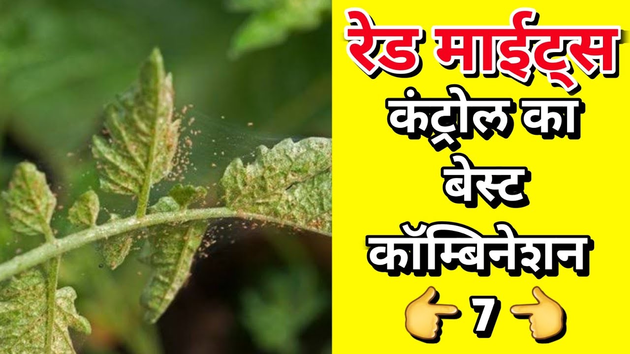 रेड माईट्स से परेशान जानिए बेस्ट कॅाम्बीनेशन