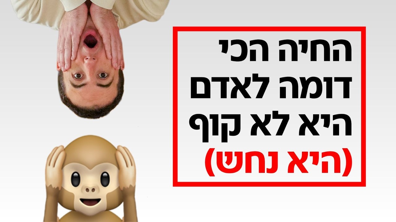 מניטו: הנחש מגן העדן הוא שיא האבולוציה