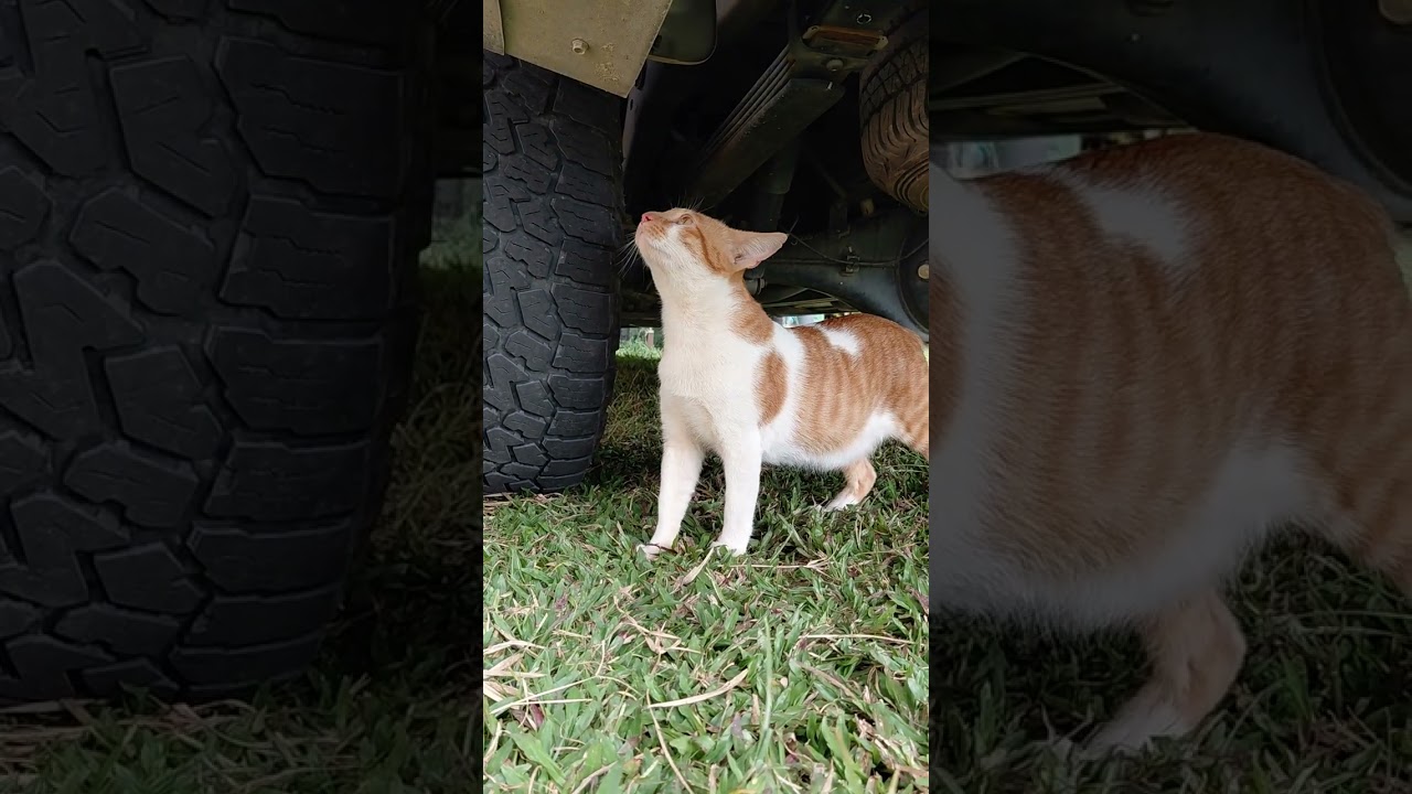 Evening Routine with This Two Lovely Cat 