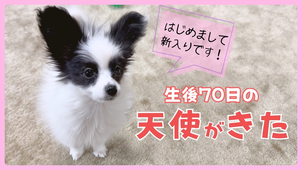 【子犬お迎え初日】新しい家族が来たよ！多頭飼いに挑戦！