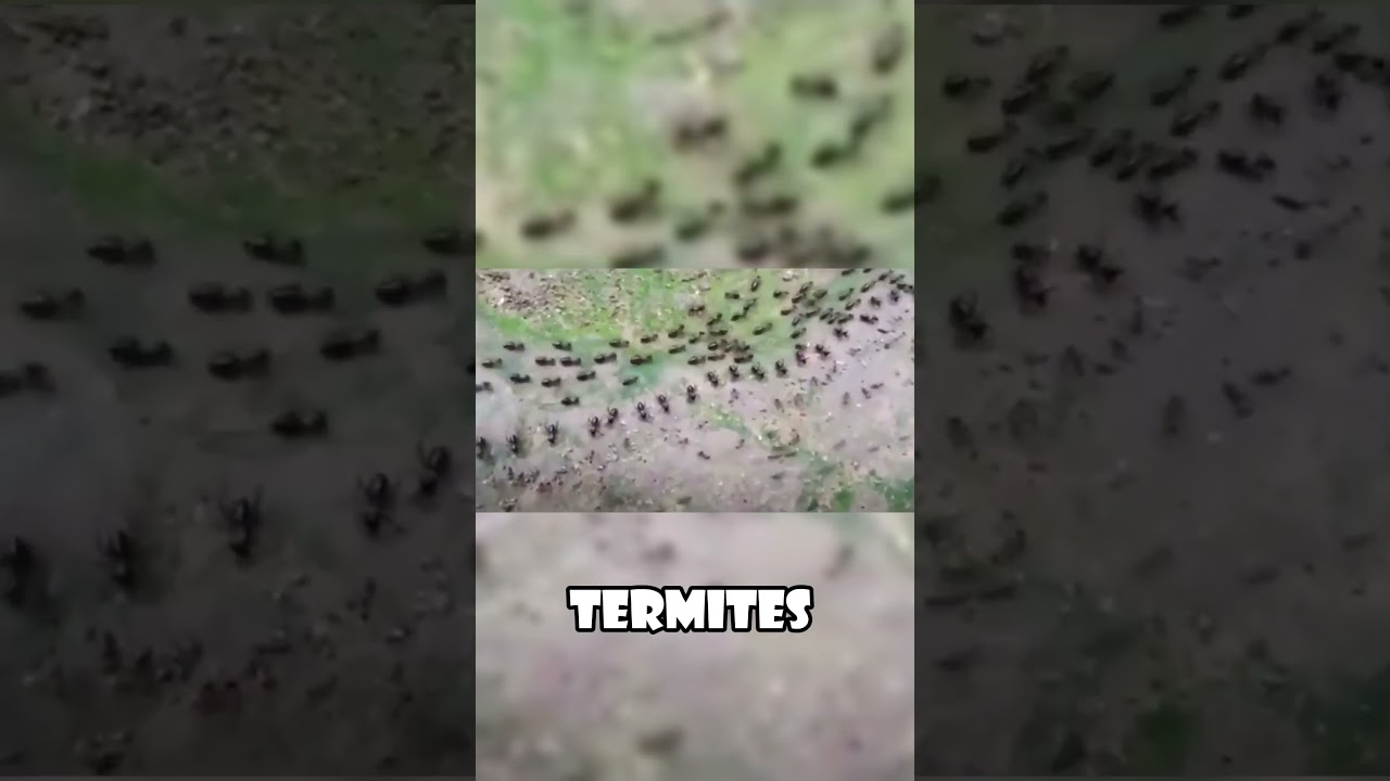 Ants vs. Termites: Unusual Truce Caught on Camera! #animals  #wildlife