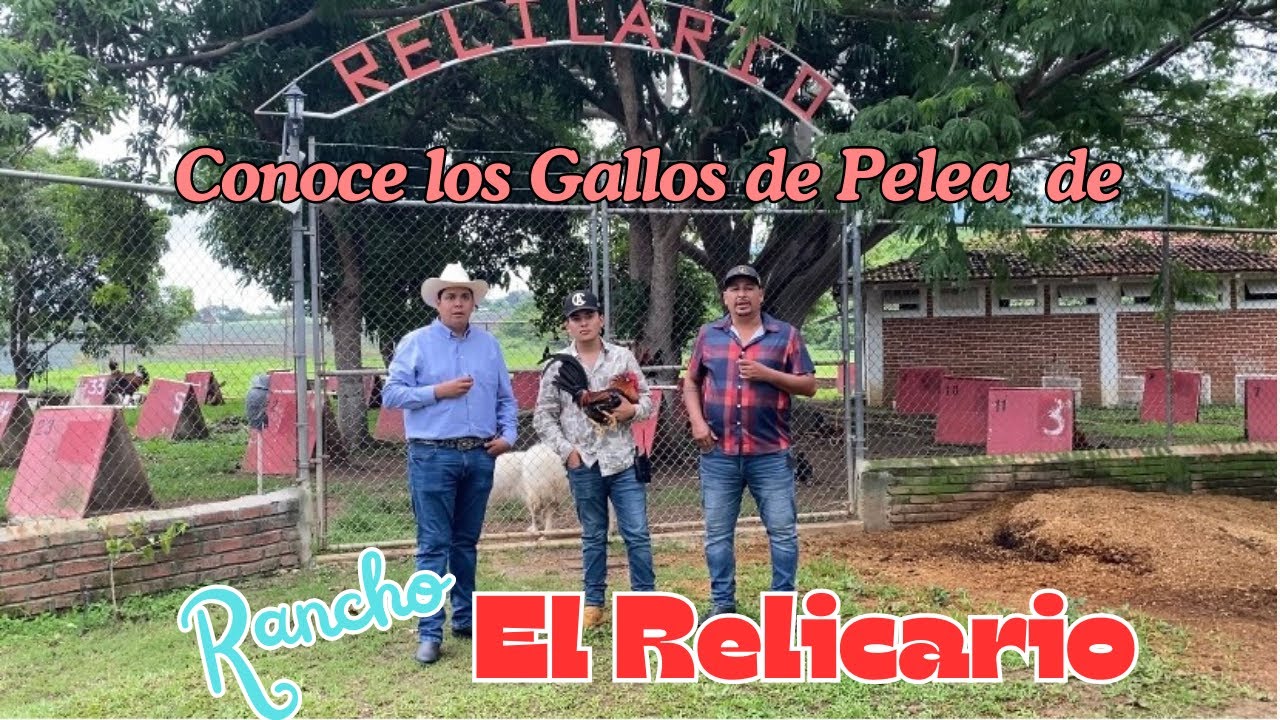 CONOCE LA GALLERA DE RANCHO EL RELICARIO Y SUS LÍNEAS DE GALLOS