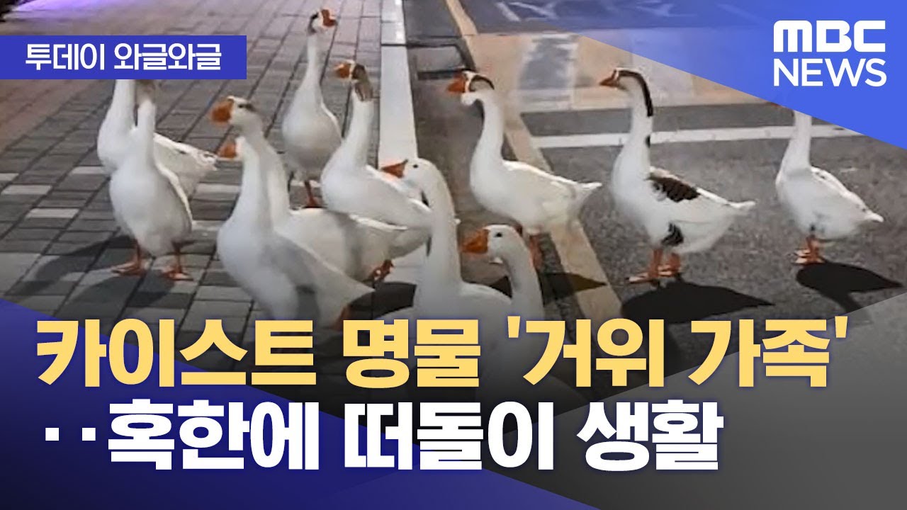 [와글와글] 카이스트 명물 '거위 가족'‥혹한에 떠돌이 생활 (2025.02.10/뉴스투데이/MBC)