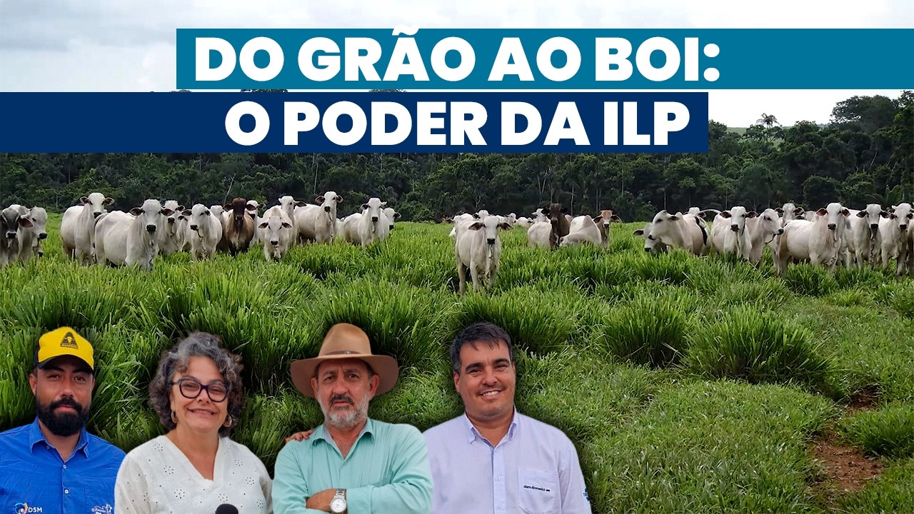 O boi como alavanca da integração | Noticiário Tortuga