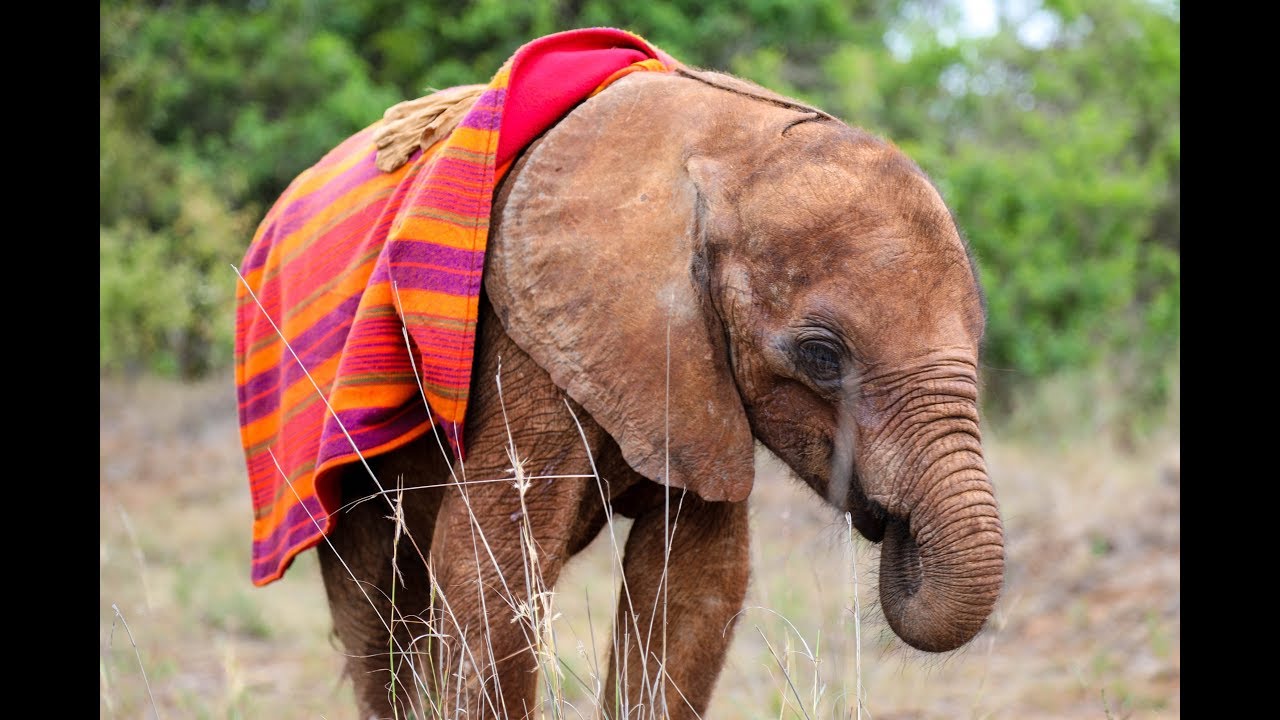 SATTAO'S RESCUE | Sheldrick Trust
