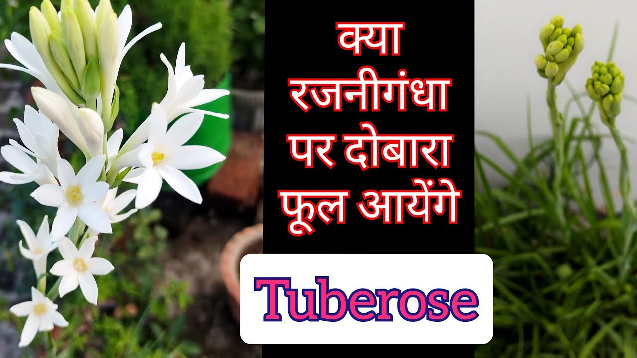 1095:- Rajnigandha Second Floweing In Season / क्या रजनीगंधा के पौधे पर दोबारा फूल आएंगे