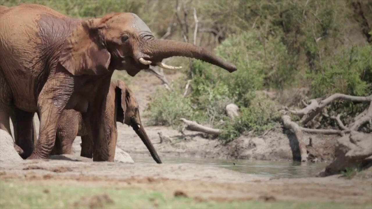 Jamala Madikwe, Royal Safari Lodge