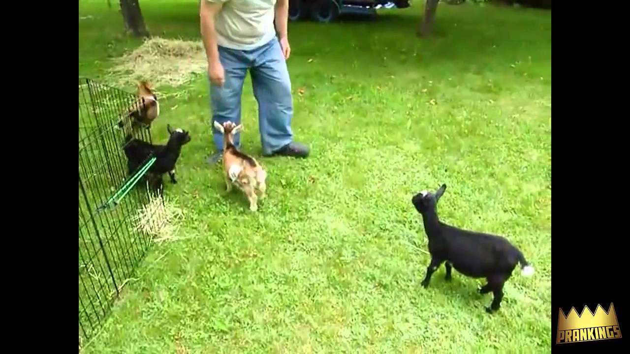 Funny Animal Prank Compilation 2014