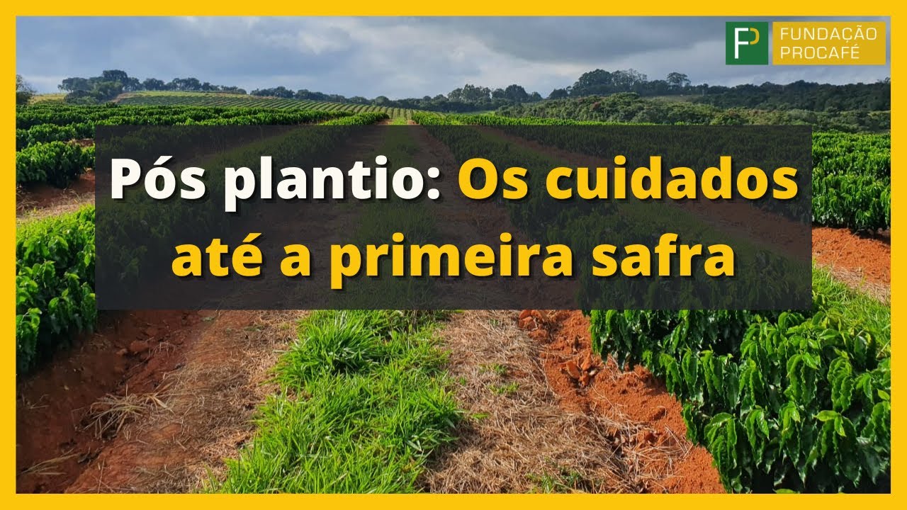 Podcast #12 - Pós plantio: Os cuidados até a primeira safra