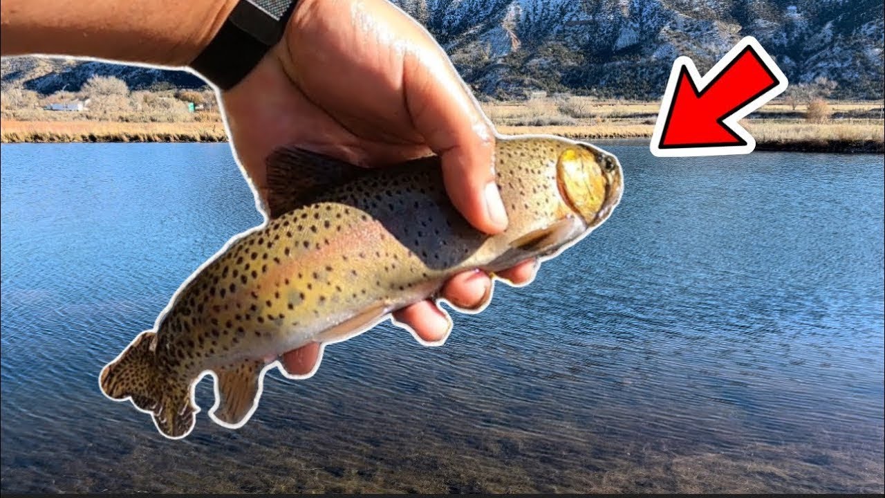 Catch & Cook from New Mountain Waters #TroutFishing #CatchFish #RainbowTrout #CatchandCook
