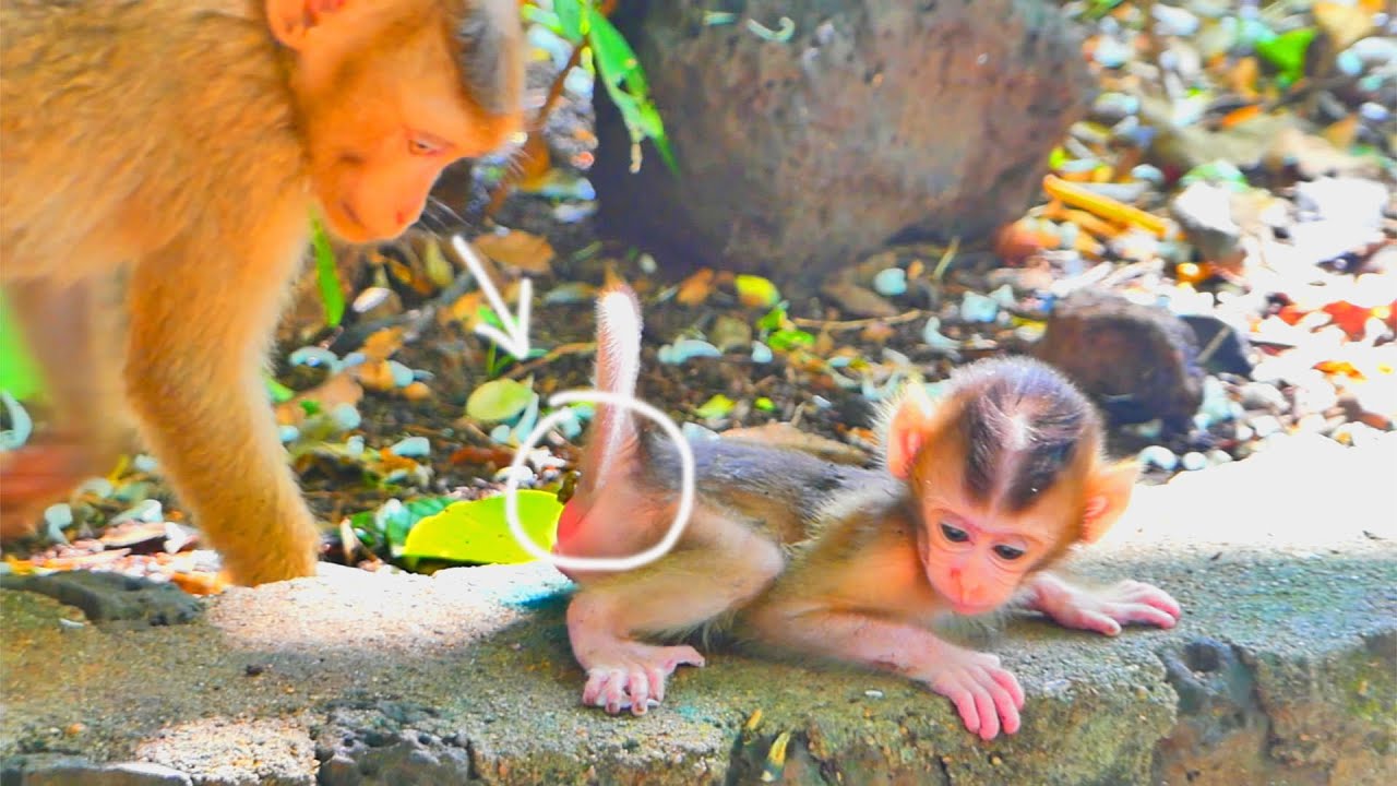 So s@-dn-ess...Po-o-r baby monkey SABA has difficulty defecating because his stools are hard.