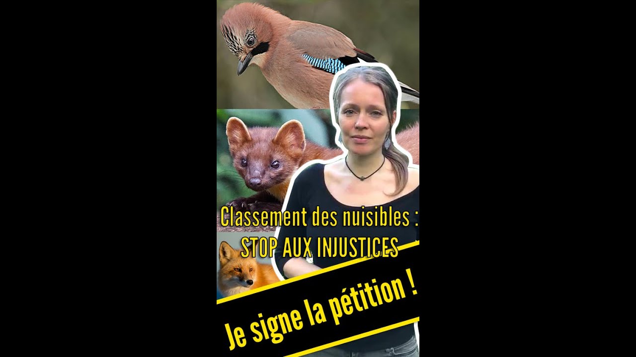 Classement des 