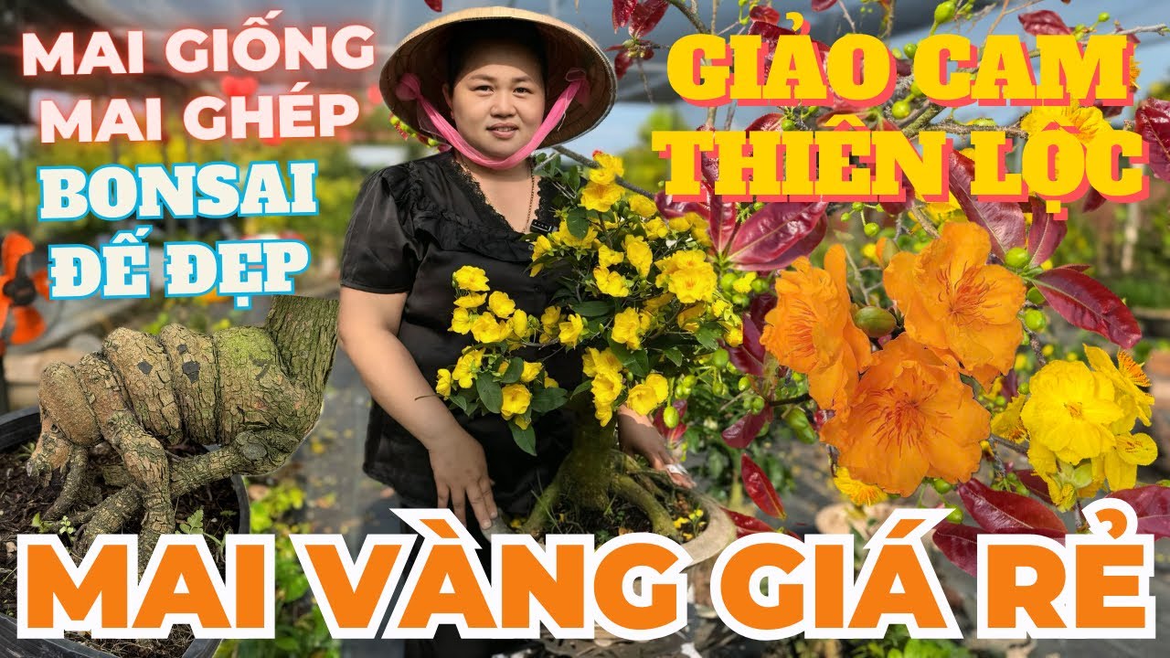 13-03 CHỊ THANH TRÀ Giao Lưu Mai Vàng Giá Rẻ, Cam Thiên Lộc, Giảo Ông Thầy Đế Đẹp • THÀNH TRỌNG LÊ
