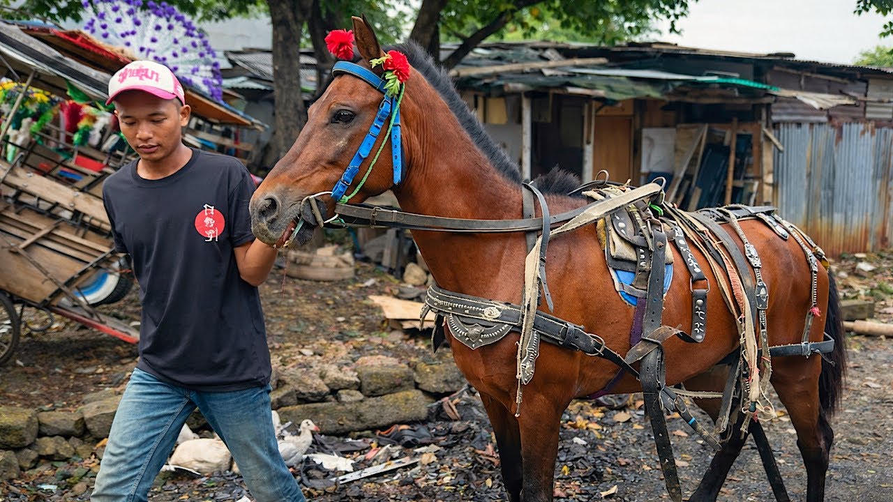 MELIHAT LANGSUNG PERSIAPAN KUDA DELMAN SEBELUM KE PANGKALAN -KUDA DELMAN - NAIK DELMAN COKLAT