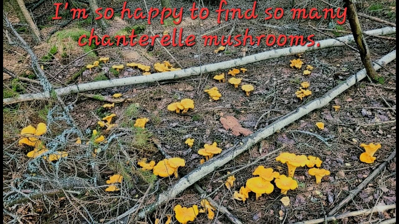 I'm so happy to find so many chanterelle mushrooms.🍄😮