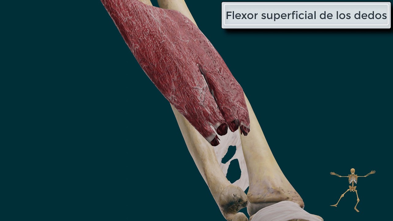 Flexor Superficial de los Dedos