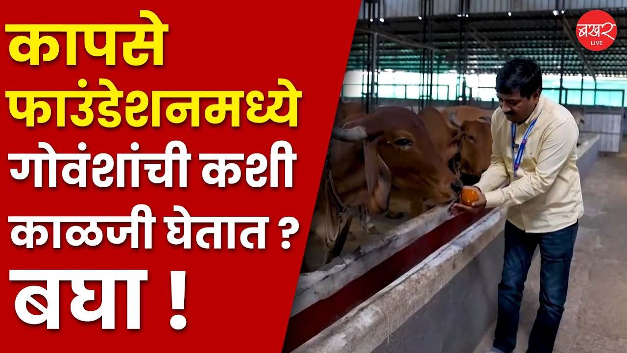 Balasaheb Kapse Foundation Gaushala | कापसे फाउंडेशनची सुसज्ज गोशाळा ! | PODCAST | BAKHARLive
