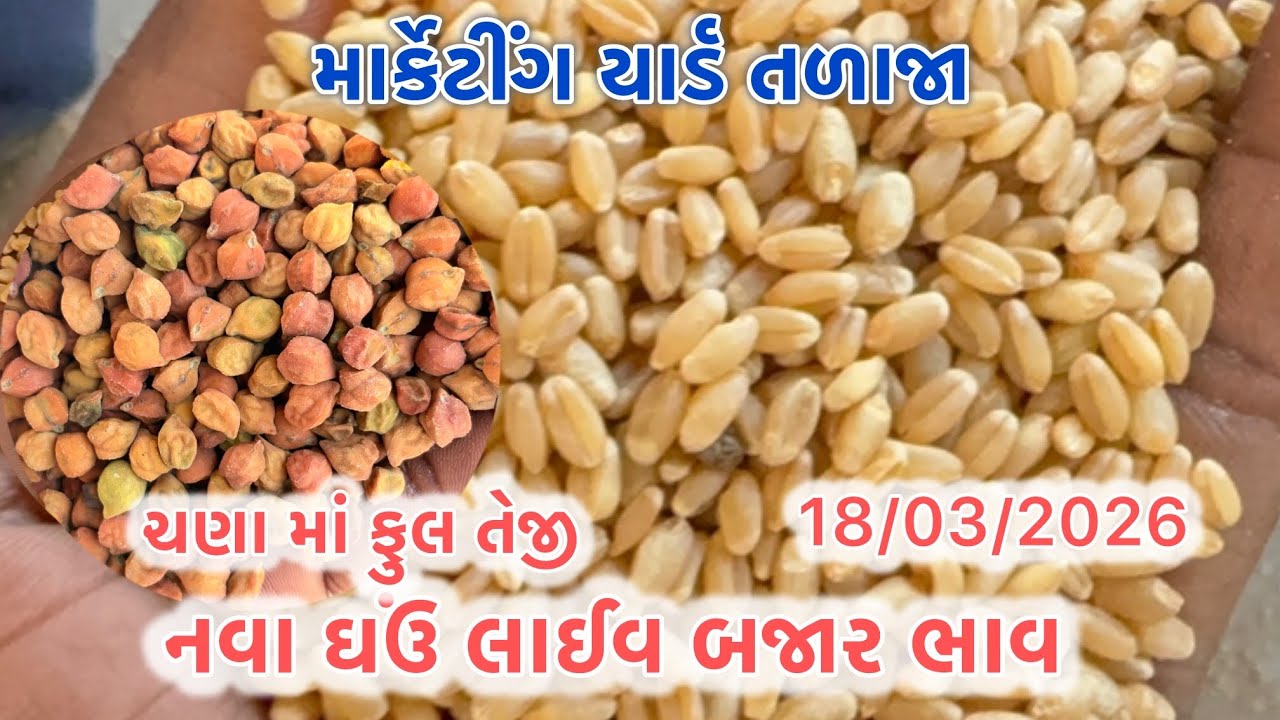 નવા ઘઉં લાઈવ હરાજી તળાજા માર્કેટ યાર્ડ 18/03/2026 #talaja #rajkot #gondal #botad #viral #market #mp 
