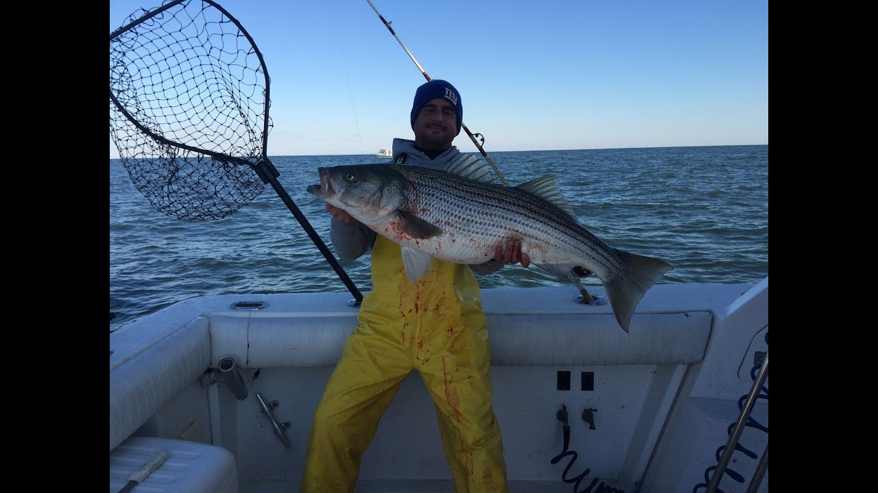 How to Catch Large Striped Bass Using Mojo Lures, Part 1