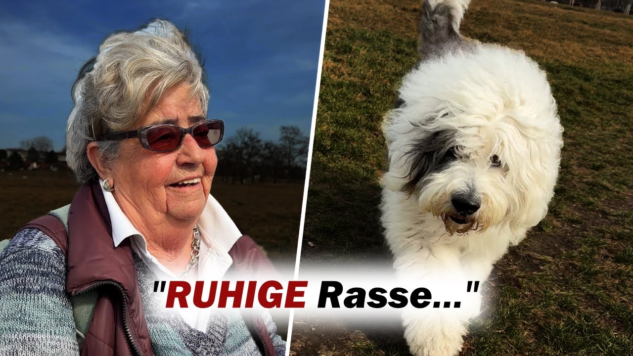 Meine Hundestroy: Ein Bobtail & sein Mensch – Große Rasse, großes Herz