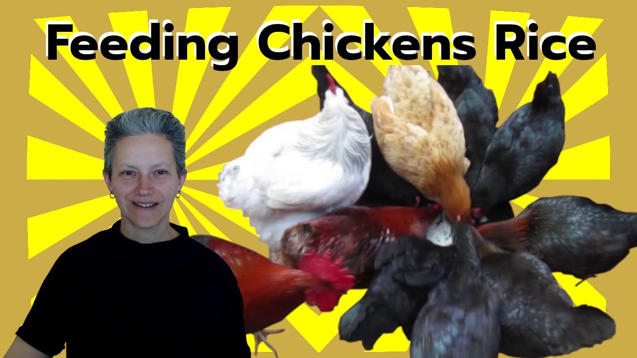 Chickens Go Wild For Rice | A Simple Treat