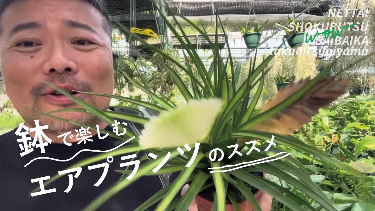 鉢で楽しむエアプランツを解説　#エアプランツ #観葉植物 #園芸
