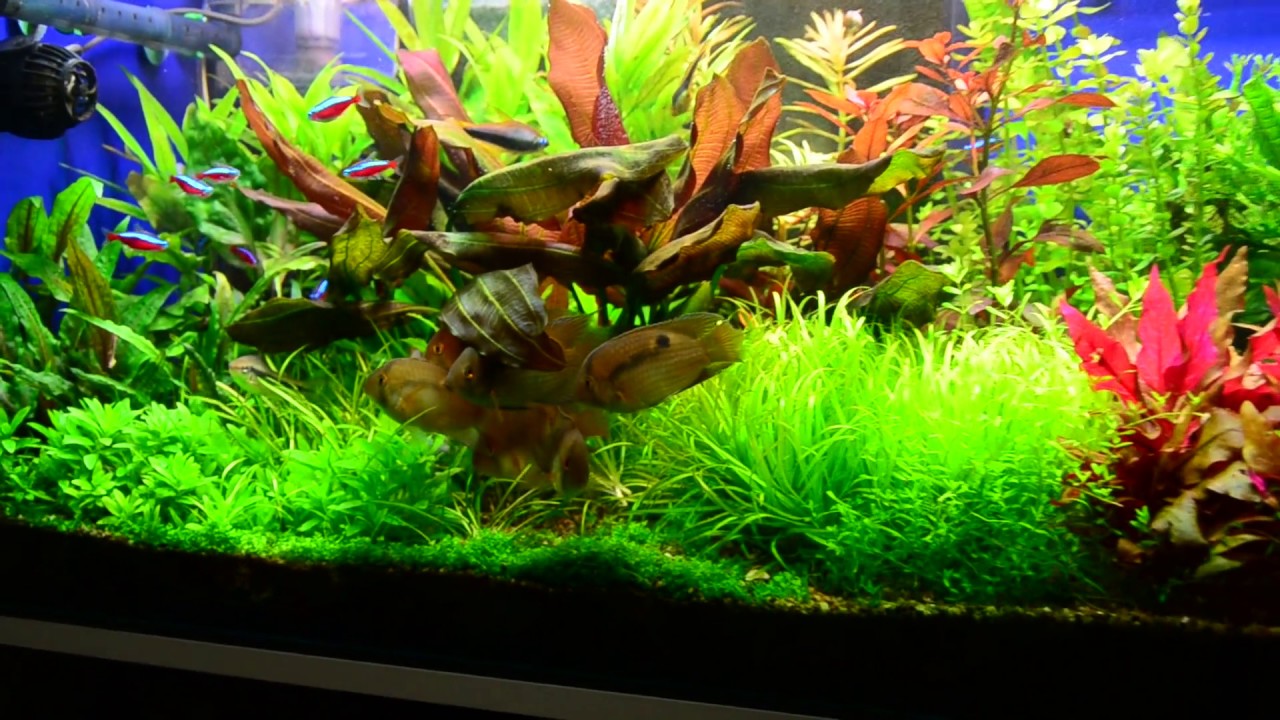Keyhole Cichlid aquarium vol. 4