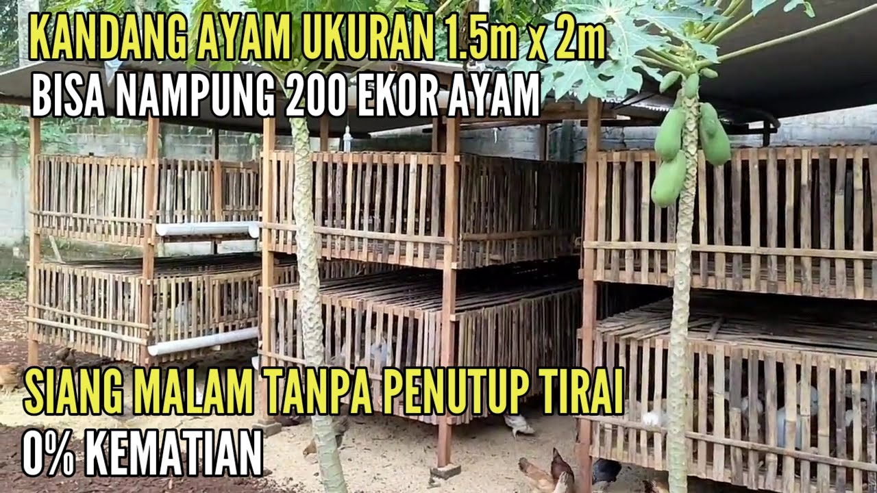 KANDANG PEMBESARAN AYAM KAMPUNG ANTI VIRUS