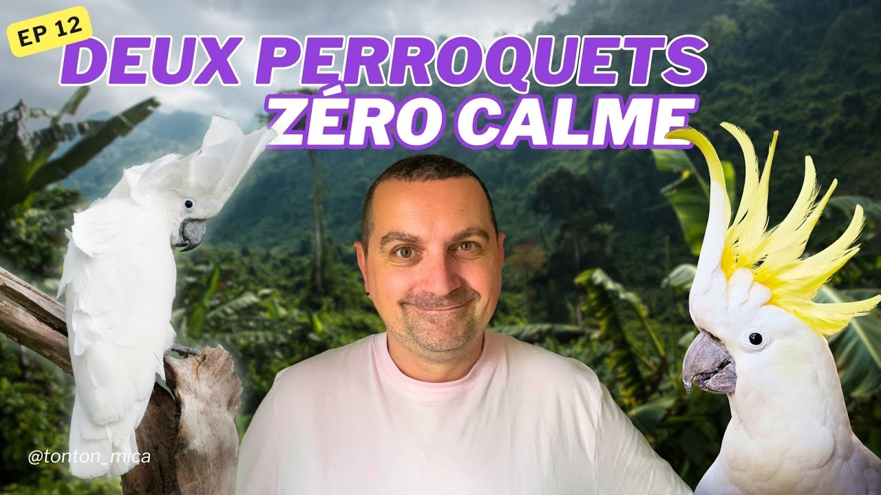 Episode 12 Deux perroquets, zéro calme ! (Aloha & Paco)