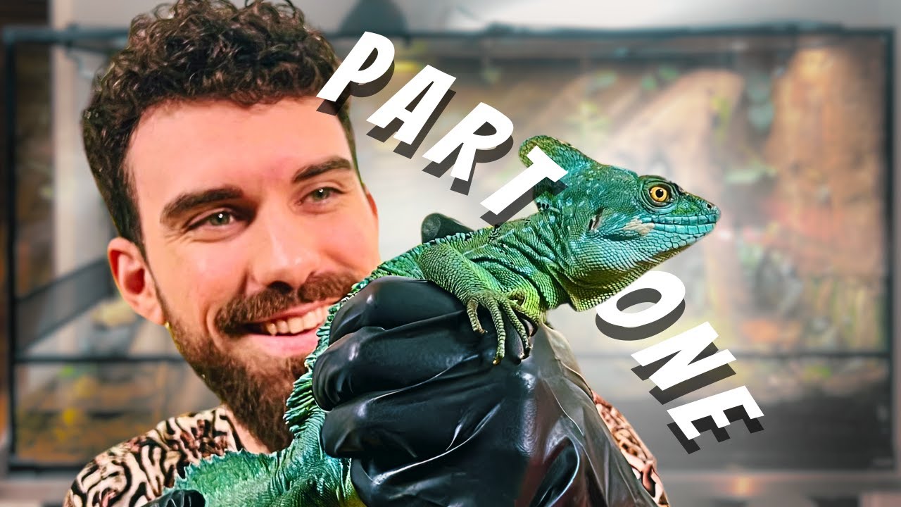 XXL Basilisk Paludarium | Assembling Tank & Background | Part One