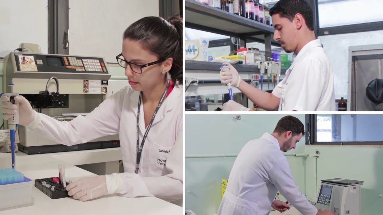 Vídeo institucional da Escola de Veterinária - UFMG