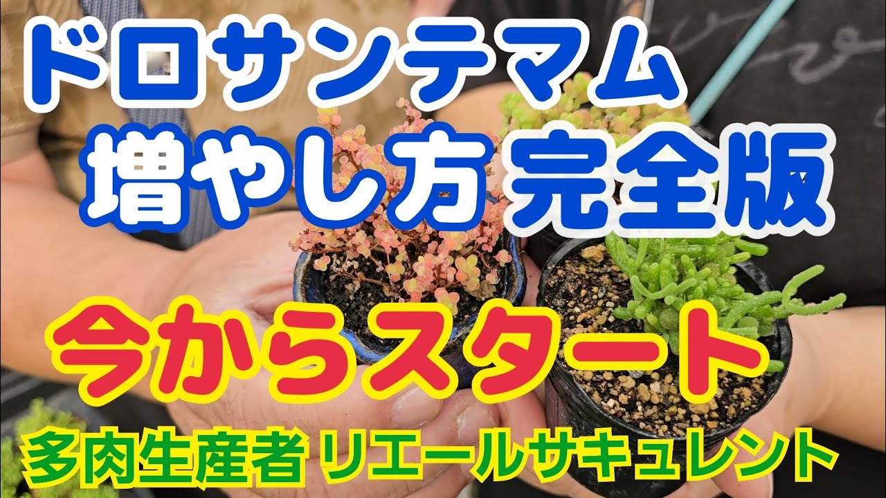 【多肉植物】【ドロサンテマム】【増やし方】ドロサンテマム増やし方‼️完全版‼️今からスタート～🎵2025年5月31日