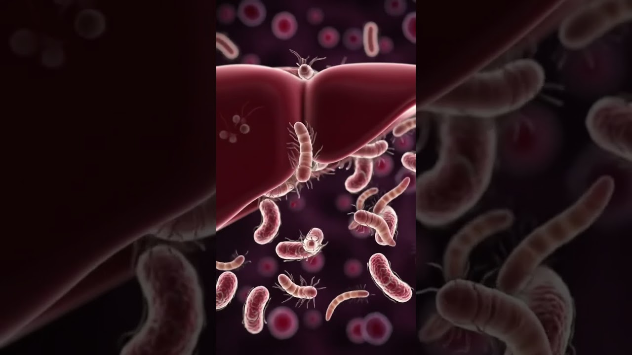 Bacteria and Worms in Liver & Stomach | 3D Animation of Infection Process