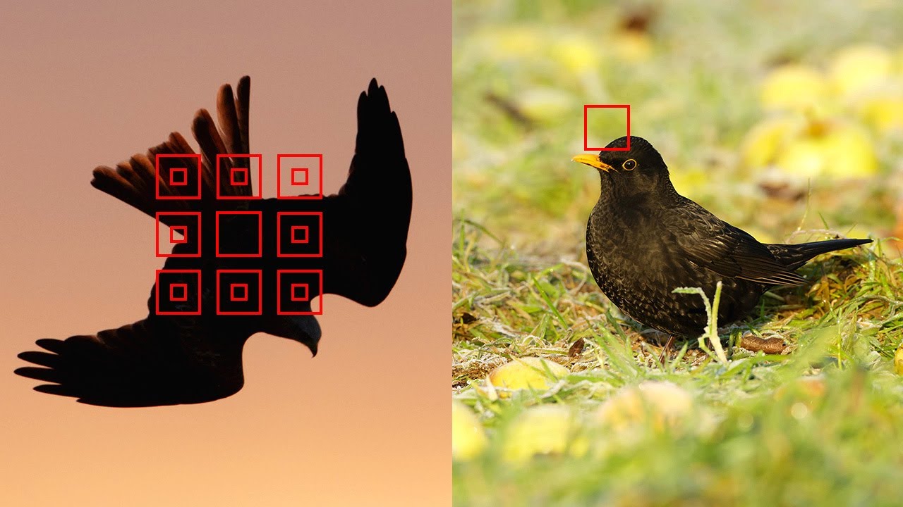 Wildlife Photography Focus Tips - How to Fix those Tricky Autofocus Problems (DSLR Camera)