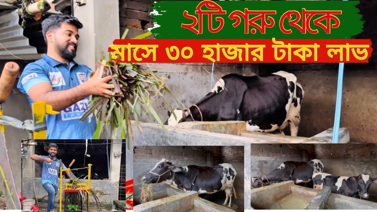 এখন ২ টি গরু থেকে মাসে ৩০ হাজার টাকা লাভ❤️ কিভাবে আপনিও করবেন জেনে নি ?