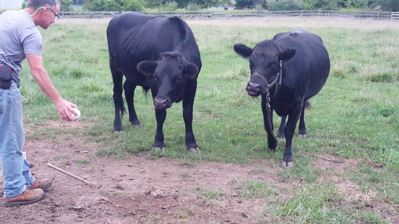 Cows Playing Fetch