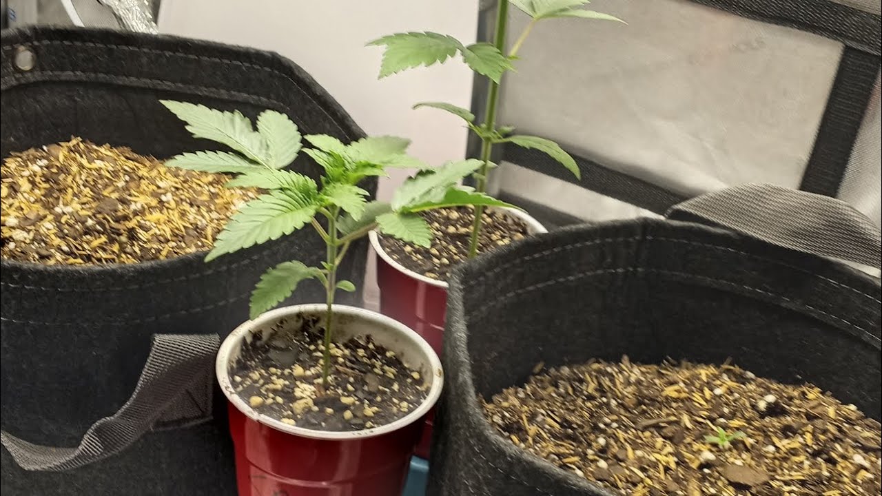 Vipraspectre 1500 2023 edition Space Panda and Peanut Butter Breath Seedling Stage