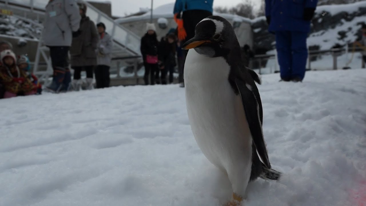 旭山動物園 ジェンツーペンギン37番ご機嫌悪くてだっこでお戻り