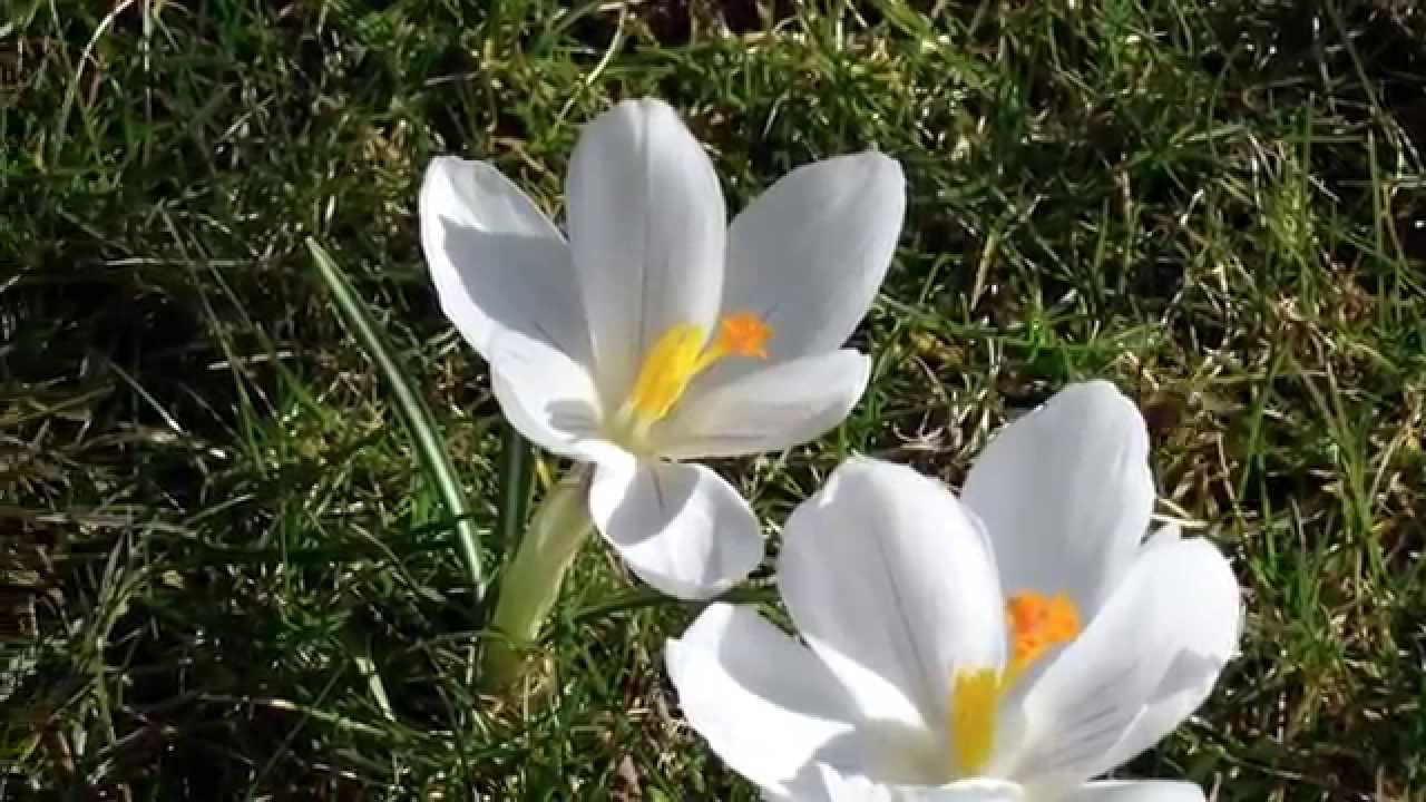 Erster Frühlingsgruss 2015