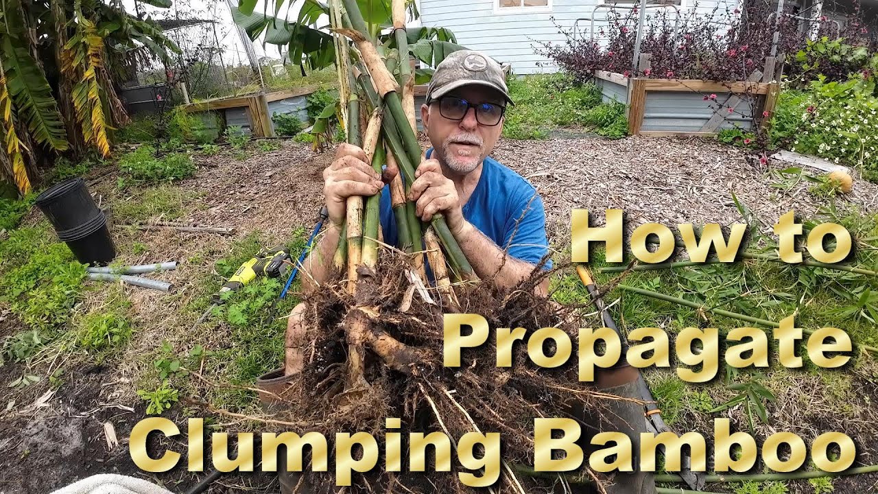 How To Propagate Silver stripe Clumping Bamboo