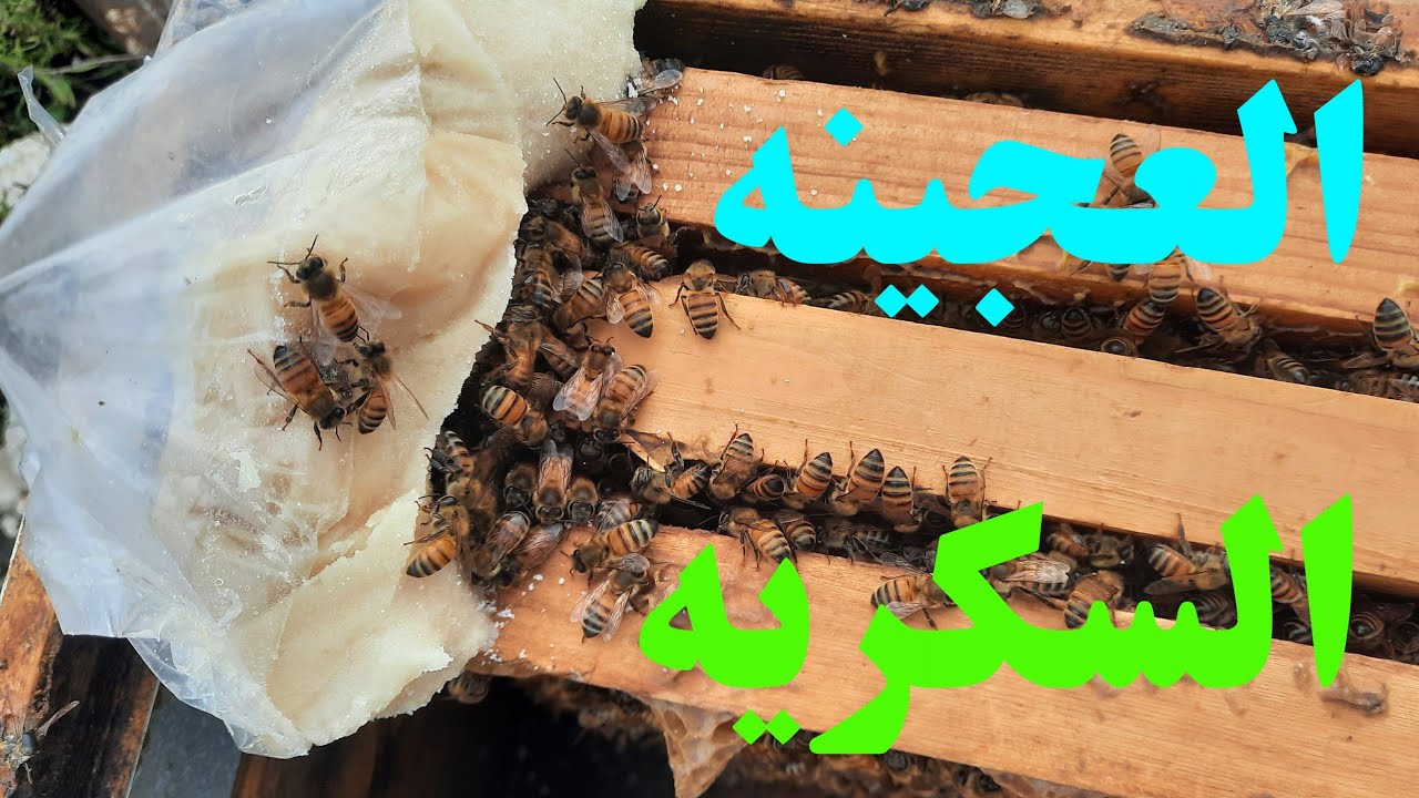 العجينه السكريه شتاء ...ومخاطر العجينه البروتينيه في الشتاء