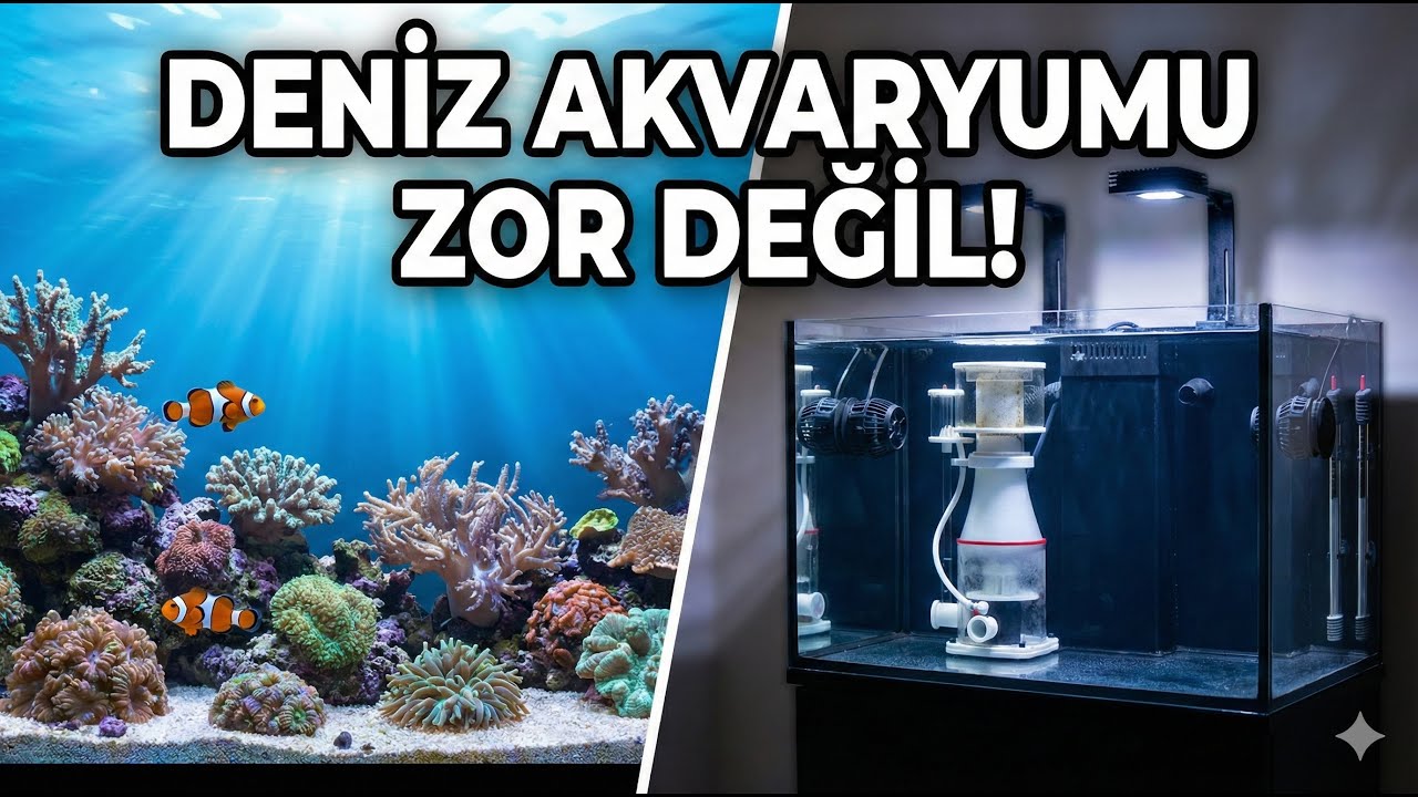 Deniz Akvaryumu Zor Değil! Yeni Başlayanlar İçin Hızlı Rehber