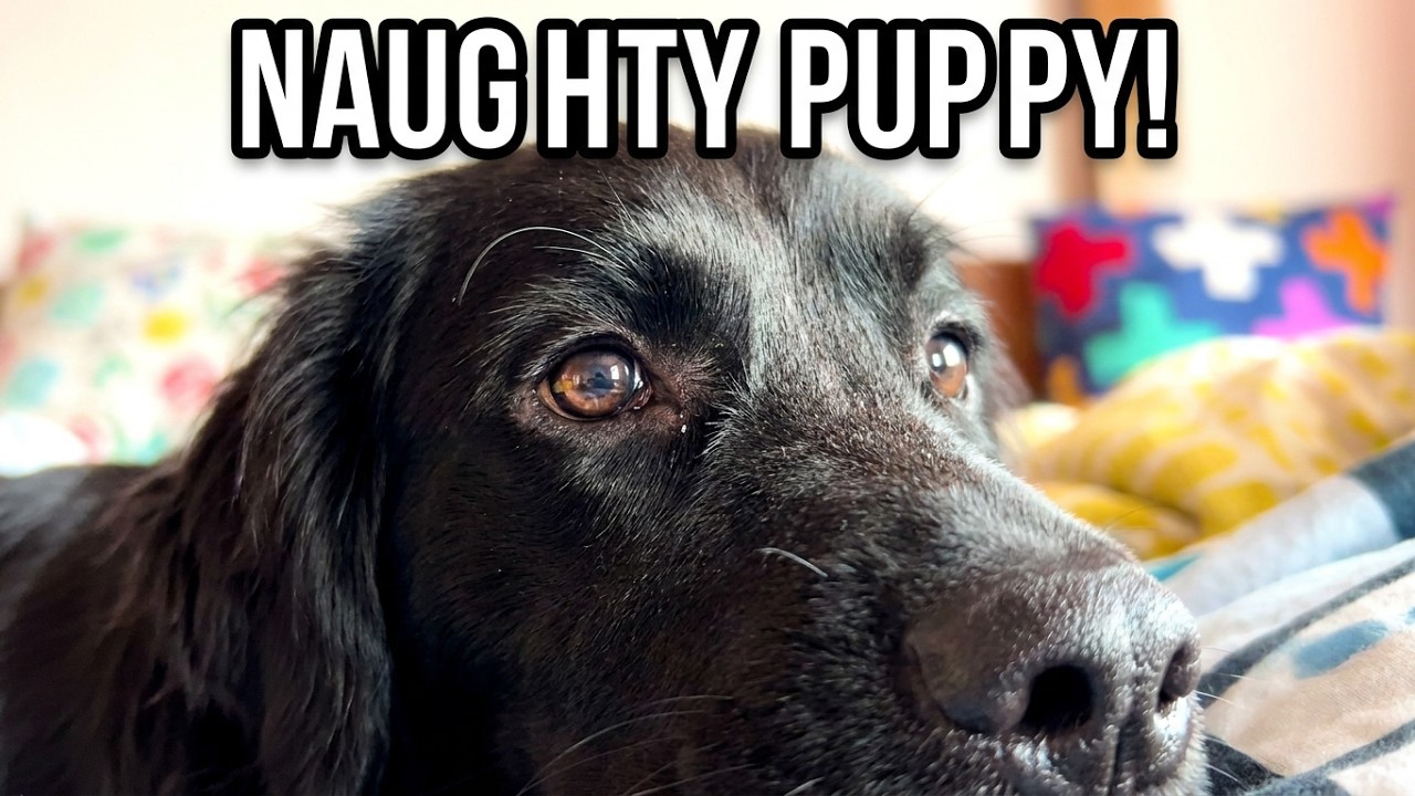 A day in the life of Kimchi, the loving Golden Retriever. 